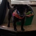 Shy 2021 at home in tydye