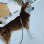Simba snow handsome picture