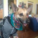 Mr Myrtle and his ears!