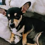Snuggle up with poppy