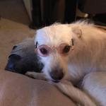 Nugget my comfort dog