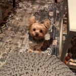 Koa loves taking photos