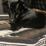 Bella Our Guardian