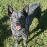 Stitch profile picture