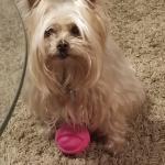 New ball I got from santa paws