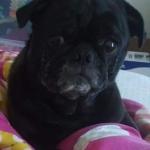 Jo Jo the black pug