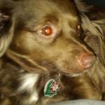 My fur baby lil chocolate