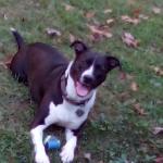 Cash playing with her ball.