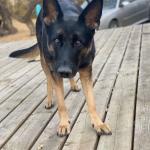 Cute puppers enjoying summer