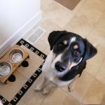 Mia and her new bowl