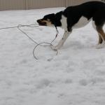 Tug A War with my rope