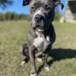 Harlow just relaxing!