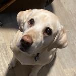 Fall 2020 Fiona Ackerson