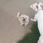 Sugar sitting by Ginger