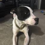 Photo of Oreo at home