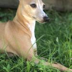 Figgy Fig The Italian Greyhound