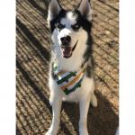 Enzo Siberian Husky