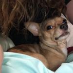 Baby Bandit to the rescue