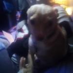 Little Man my Chihuahua