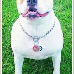 Daisy my pre CNIB dog