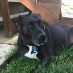 This Is My Dog, Marlee