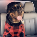 Harley Quinn Lindsay!