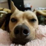 My dog looks like scrappy doo