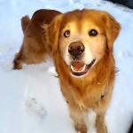 Wally is a cross between Golden Retriever & Husky