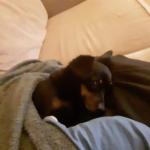 Sleepy boy under the blankets