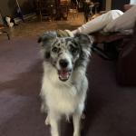 Happy puppy Athena