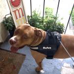 Dog is fully trained