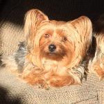 Newt  in the morning sun