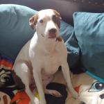 Honey Is just sitting on the couch