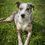 Boo- Catahoula/ Aussie