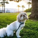 Sunset pick in San Diego