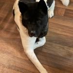 Apollo in his comfortable place