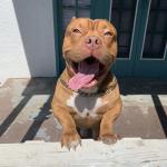 Goldie enjoys the sunshine. He’s very photogenic & likes to play with kids.