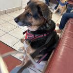 Service Dog King