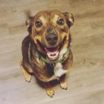 Sitting and waiting for a treat