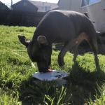 Dallas playing with water fountain