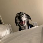 Prince Medical Alert