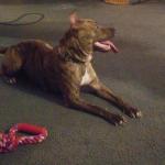 Rosie Posie Maiville