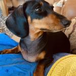 Lilly  Valentine Johnson