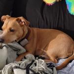 Eli waiting for me to sit in bed with him