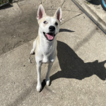 Legacy the support dog