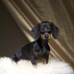 Tweety Photo Headshot