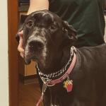 Prana is truly a gentle giant