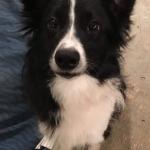 My rescue dog Sadie and such a wonderful dog she knows when I need her