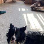 Sadie is my little rescue border collie