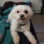 this is my dog Ceasar